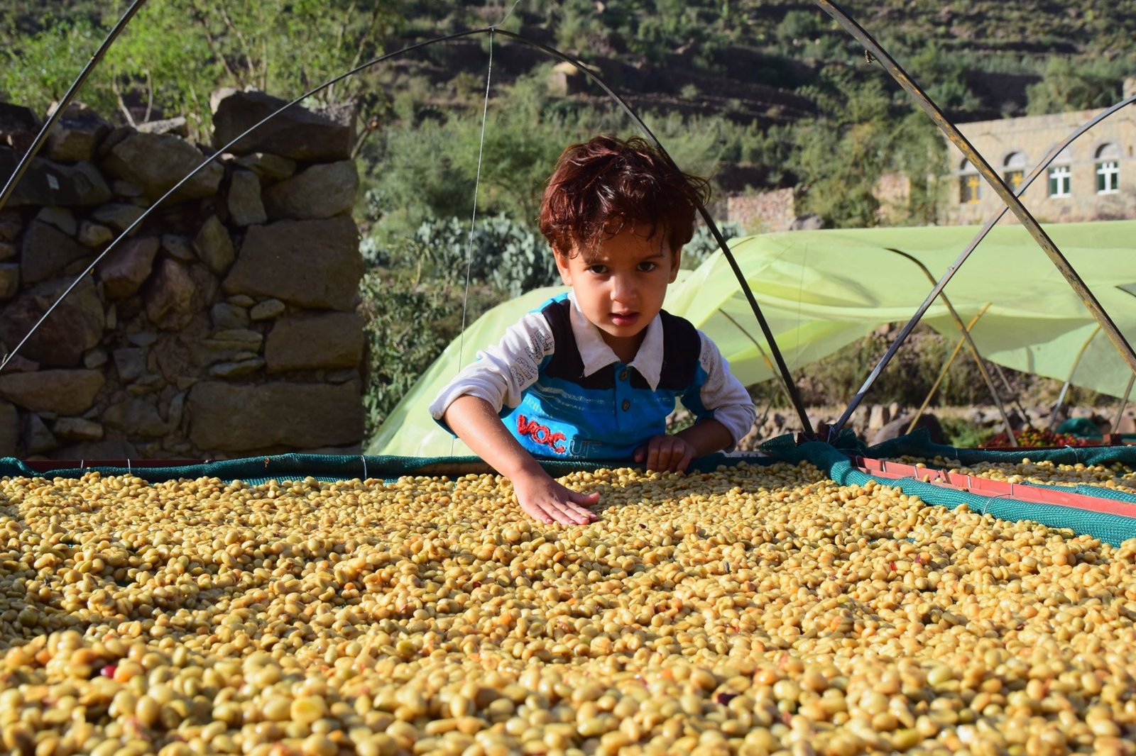 A child beside raised beds of drying coffee in the Yemeni highlands
