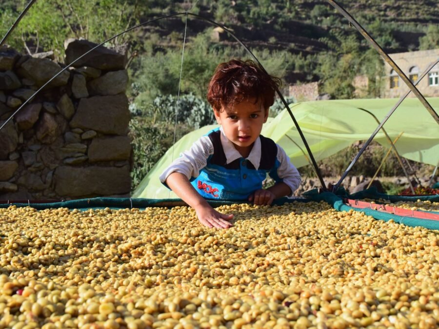 Coffee drying on raised beds in the Yemeni highlands